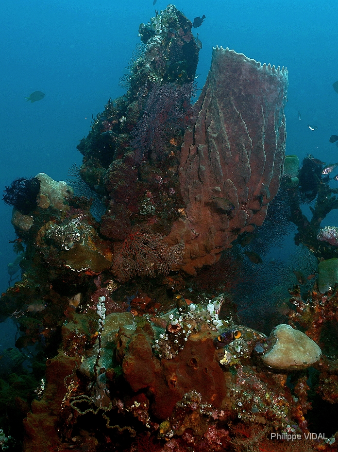 Bali 2016 - Liberty - Corail - IMG_5827_rc.jpg